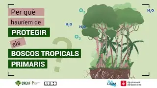 Per què hauríem de protegir els boscos tropicals primaris?