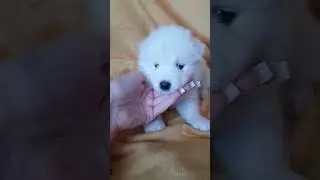 Малышка самоед. inst: samoed_spb