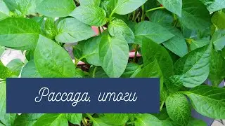 Рассада на подоконнике, итоги.