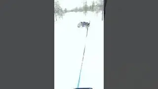 Ездовой спорт,хаски))