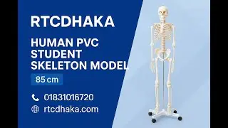 Human PVC Student Skeleton best price in Bangladesh