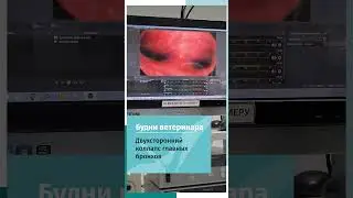 Коллапс бронхов у собаки породы мопс
