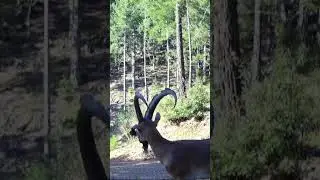 KÜPELİ TEKE! ERKEK YABAN KEÇİSİ!  #teke #yabankeçisi #youtubeshorts #wildlife #trailcam #wildgoat