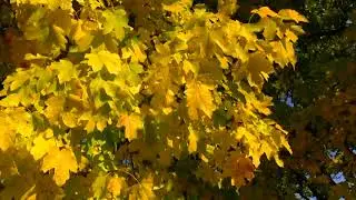 ВИДЕОФОН ОСЕНЬ ЖЕЛТЫЕ ЛИСТЬЯ НА ВЕТРУ