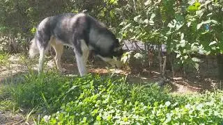 На развалинах империи