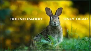Sound Rabbits Can Only Hear