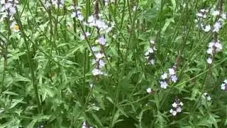Bach Flower Remedies - Vervain