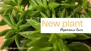 Peperomia Taco Plant ✨ Succulent plants