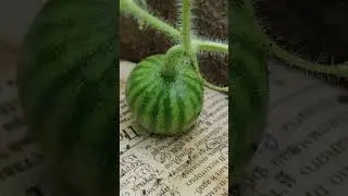 Арбузикам быть!