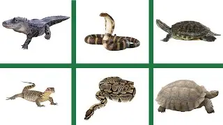 Learn English Reptiles Animals Name - Snakes, Lizards, Turtles, Alligators Picture Play Educational