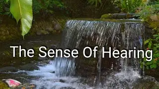 The Sense of Hearing