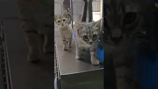 Где ты? Коржик и Карамелька в поисках семьи! Волгоград.