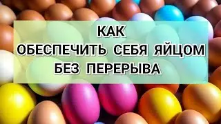 Обеспечь себя яйцом круглый год без перерыва
