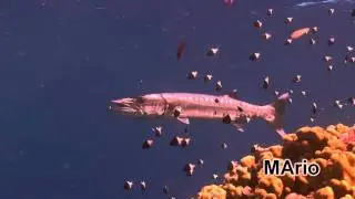 Egypt - diving on the St. John's reefs - May 2011 part 12