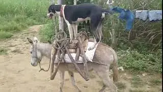 A dog riding a donkey