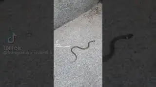 сочуствую