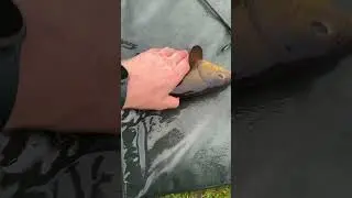Tench are active . Irish tench in Spring . March 2024 