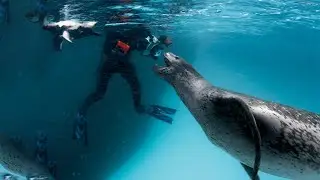 LEOPARD SEAL - Most Cunning Predator of the Antarctic
