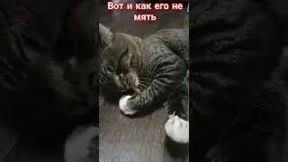 #залетит #cat #cricket #подпишись #catlover #кошачьямята #кот #котики #другой