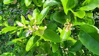 Công Thức Tạo Mầm Hoa-Phá Lá Phá Miên Trạng và Phun Kích Bông Cho Vườn Chanh Bông Tím