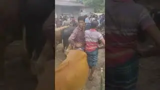 সাতক্ষীরায় জেলা কালিগঞ্জ উপজেলার কুশলিয়ার কুরবানীর হাট।12/06/24