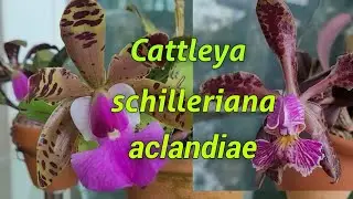 Cattleya schilleriana, Cattleya aclandiae...Сезон цветения.