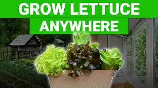 Grow Lettuce Anywhere