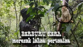 B3RBURU SEGEROMBOLAN HAMA PERSUAK LAHAN TANI