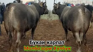 МОЛБОЗОРИ ХУЛБУК БУКАИ КАРПАТ ГОВИ ШИРТЕ БУКАЧА 12 ноября 2021 г.