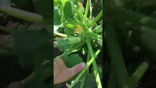 Органическое земледелие. Семена из гибридных овощей.