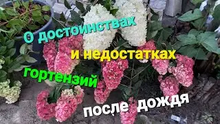 Достоинства и недостатки гортензий после ЛИВНЯ. Особенности сортов.