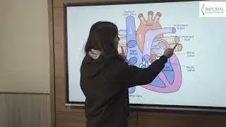 Working Mechanisms of Human Heart l Imperial Educational Video