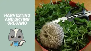 HOW TO HARVEST AND DRY OREGANO