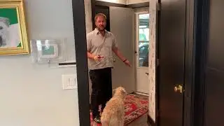Tips to Help Yogi Stop Getting Excited When People Come to the Door