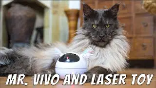 Mr.ViVo and laser toy | Is the king of all Maine Coon cats impressed?