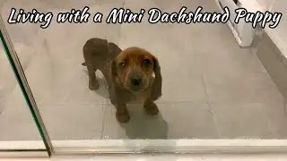 You know you live with a mini dachshund when...