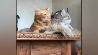 СТОЙ! Я ПОКАЖУ САМЫЕ КРУТЫЕ И СМЕШНЫЕ МОМЕНТЫ С СО МНОЙ 😺! ТЕБЕ ТОЧНО ПОНРАВИТСЯ 😻!
