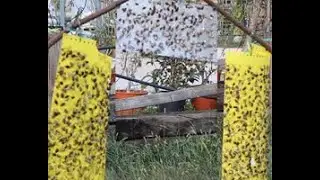 Trappola per Cimici Sticky Trap