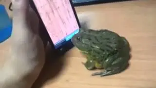 Лягушка 80 lvl
