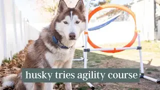 I Got My Dogs an Agility Course from Amazon