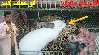 الارنبه لو عملت كده أعرف أنها هتولد قريب وبتجهز بيت الولاده