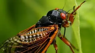 I WANNA BE A CICADA!