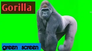 Gorilla  green  screen  video.