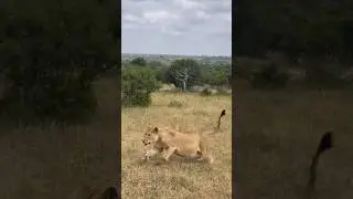 Heavily pregnant Ntsevu lioness chases the Island female leopard. 
