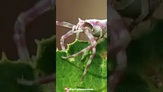 Do You Know : 25 TONS OF SPIDERS LIVING ON EARTH 🕷️#facts #shorts