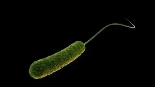 Difficult to Treat (DTR) Pseudomonas