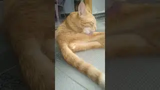 oyen lagi santai