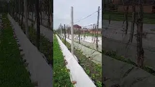 Обработка Винограда Весной 🍇