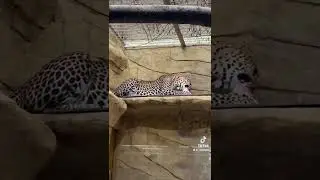 leopardess 🐆😱#shorts
