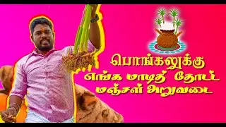 பொங்கலுக்கு மஞ்சள் அறுவடை  | TURMERIC HARVESTING FOR PONGAL | TERRACE GARDEN